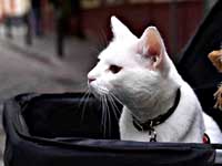 Петербуржский кот Ахилл предсказал победу испанцев над сборной Швейцарии