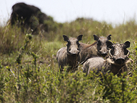 Дикие кабаны могут рассорить мэрии Хайфы и Зихрон-Яакова