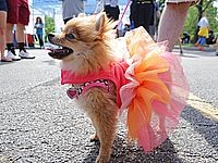 У тель-авивских собак будут брать образцы ДНК для опознания хозяев, не убирающих за своими питомцами