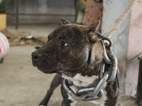 В Мигдаль а-Эмек собака покусала двух маленьких девочек