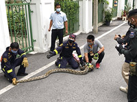 В городском парке в Бангкоке пойман сетчатый питон. ФОТО
