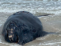 В районе Ашдода на берег выброшено тело детеныша кашалота