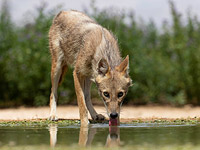 В Верхней Галилее от отравления погибли десятки диких животных