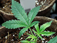 Коалиция вынесла на голосование законопроект о декриминализации пользователей марихуаны, не имея большинства