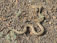 Матч чемпионата России по футболу был прерван из-за змеи