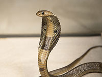 Кобра в такси стала причиной гибели пяти египтян