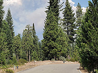 В Северной Калифорнии семья туристов погибла, отравившись испарениями водорослей