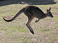 Приготовление кенгуру с рисом признано в Саудовской Аравии нарушением закона