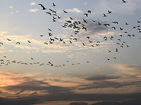 Стая белых аистов пролетела над Иерусалимом