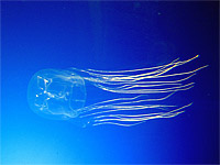 Девятилетний израильтянин умер в Таиланде от ожога ядовитой медузы