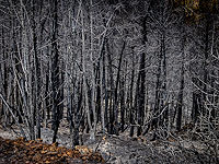 Пожары под Иерусалимом: уничтожены фабрика арф и винодельня. Фоторепортаж