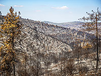 На устранение последствий пожара в Иерусалимских горах выделено 60 миллионов шекелей