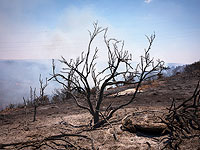 Арабские эксперты: пожар в Иерусалимских горах доказал, что это палестинские земли