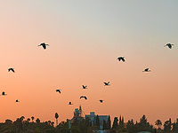 Первые признаки осени: началась миграция аистов