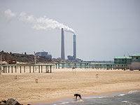 На побережье Ашкелона выбросило тушу мертвого теленка