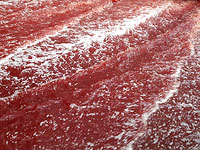 В Иордании стал красным водоем, пользователи интернета вспомнили про Исход