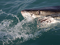 Акула атаковала человека на побережье Средиземного моря в Египте