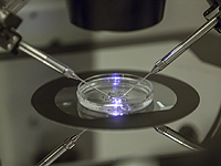 Директор банка спермы рассказал, что Израиль столкнулся с нехваткой донорского материала