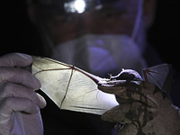 Из-за присутствия в Лаосе вирусов, являющихся близкими родственниками Sars-CoV-2, возобновляются поиски истоков COVID-19