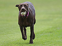 Чемпионат Боснии и Герцеговины. Собака поиграла в футбол