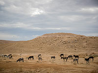 Израиль объявил глобальный конкурс стартапов по борьбе с опустыниванием
