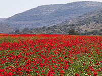 Прокладка шоссе 39 между Ашдодом и Иерусалимом снята с повестки дня