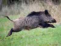 В Самарии кабан напал на молодого мужчину, пострадавший в состоянии средней тяжести