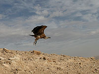 В Негеве найдены мертвыми девять белоголовых сипов. Возможно, они были отравлены