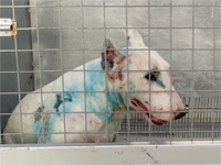 Полиция спасла десятки собак, находившихся на