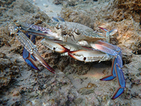 Крабы у побережья Израиля: любовные игры и искусство маскировки. Видео, фотогалерея