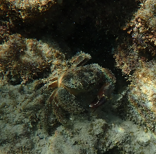 Каменный краб (Eriphia verrucosa) Каменный краб (Eriphia verrucosa)