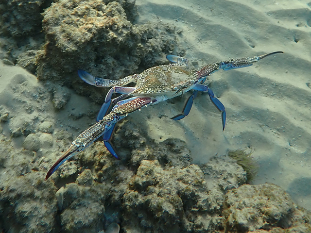 Голубой краб-плавунец (Callinectes sapidus) Голубой краб-плавунец (Callinectes sapidus)