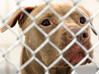 Убийцу щенка приговорили в США к десяти годам тюрьмы