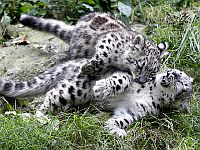 В зоопарке в США три снежных барса умерли от коронавируса