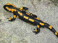 На территории заповедника Баниас впервые в этом году появились саламандры