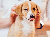 Диетология для четвероногих малышей