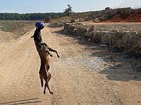 Полиция вернула жителям Хадеры собаку, похищенную у них год назад