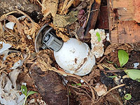 В Лоде задержаны 20 подозреваемых в незаконном хранении оружия