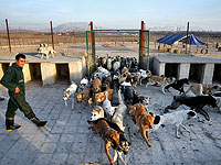 Иранские парламентарии предлагают запретить держать дома кошек и собак