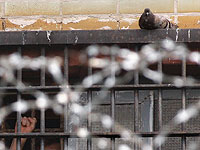 Глава МИДа заверил родных израильтянки, арестованной в Беларуси, что предпринимаются шаги для ее освобождения