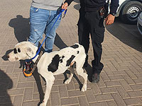 Полиция спасла в Сегев-Шалом собаку, которую держали на свалке