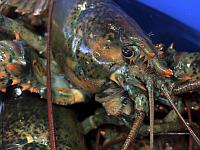 Израильтянин пытался ввезти в страну 330 омаров из Шотландии