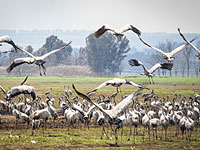 Около сотни журавлей погибли от