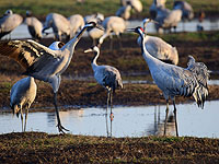 На озере Хула от 