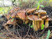 Начало грибного сезона в Израиле. Присылайте ваши фотографии