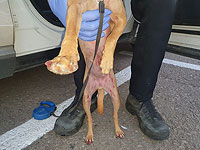 Житель Кирьят-Яма задержан по подозрению в издевательствах над собакой