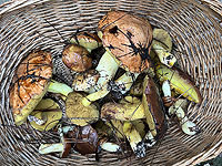 Грибной урожай после бури в Израиле. Фоторепортаж 2021 года