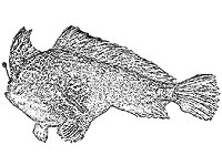В Австралии обнаружена редкая рыба, ходящая на 