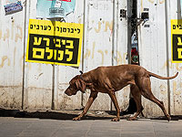 Житель Нетании избил соседа, попросившего убрать отходы жизнедеятельности собаки