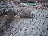 Предварительная оценка ущерба от заморозков – 45 миллионов шекелей